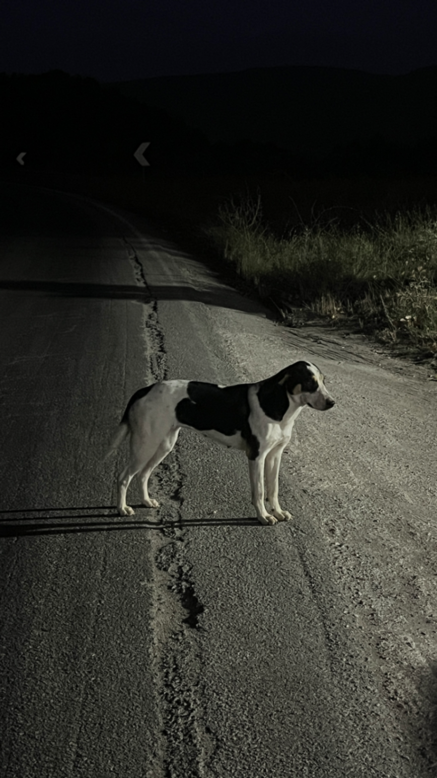Gasiranje kroz ruralnu Albaniju, fotografija 2